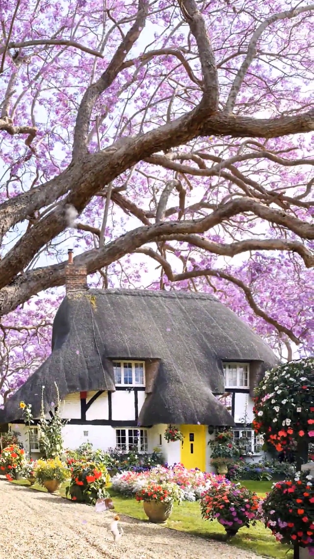 蓝花楹树下的小院