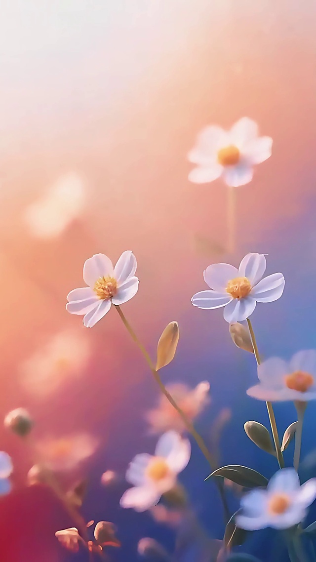 辞夜沐曦的小花