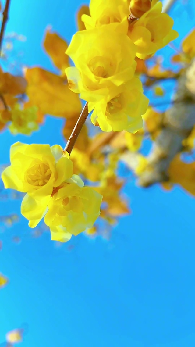 素心腊梅，温暖治愈。