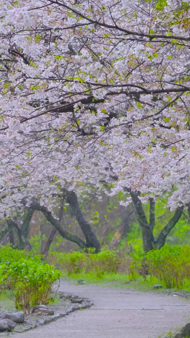 春雨樱花树林小路