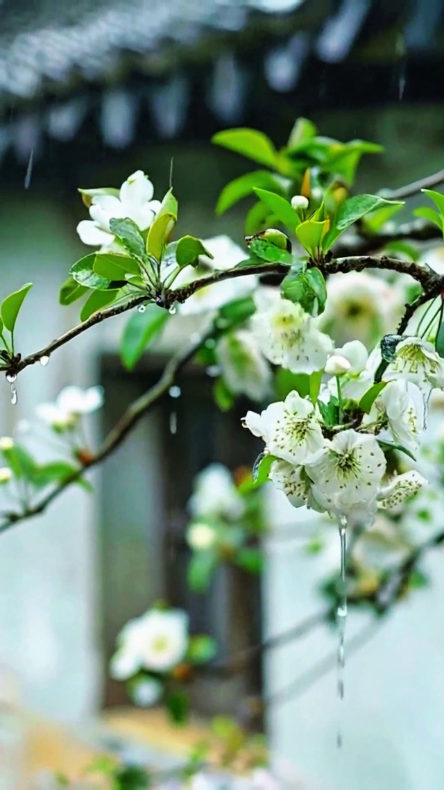 治愈梨花小雨4K