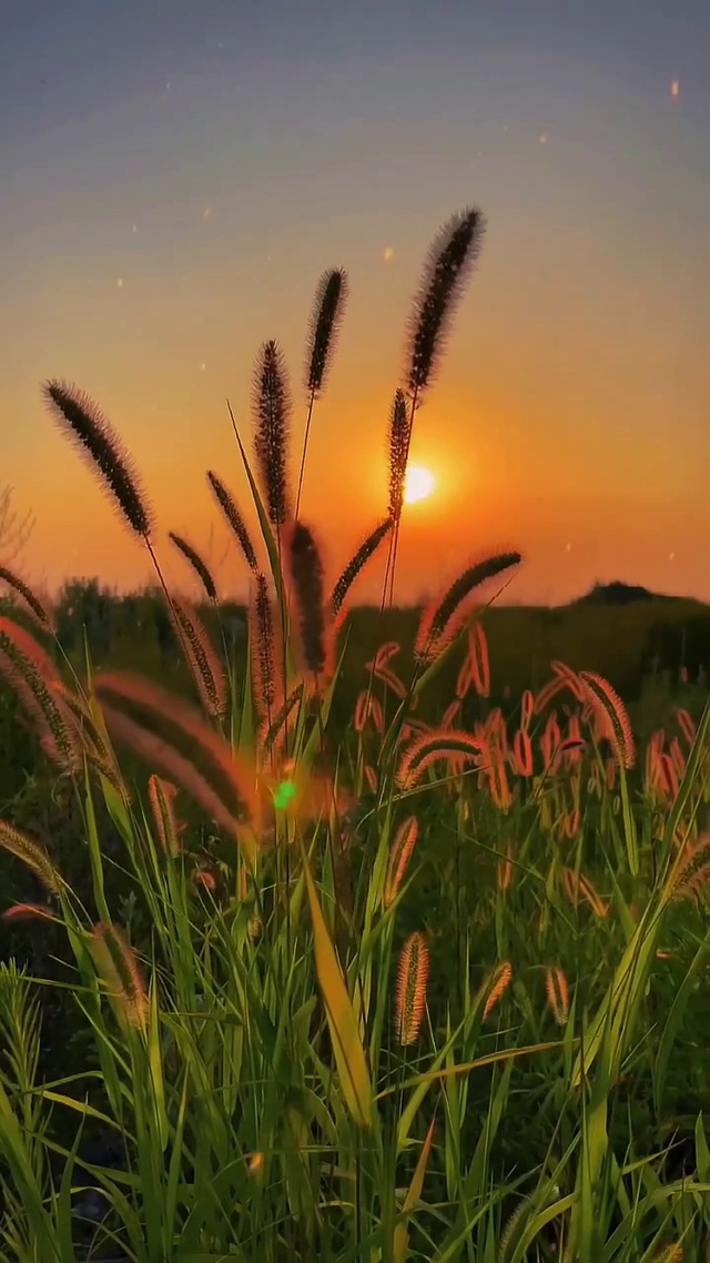 治愈 #风吹狗尾巴草