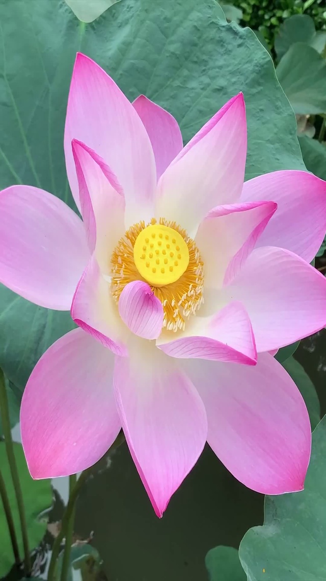 粉嫩莲华
