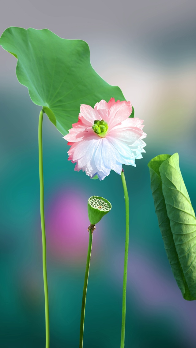 治愈荷花动态壁纸