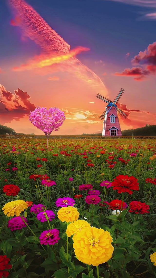 七彩花🌸凤凰于飞