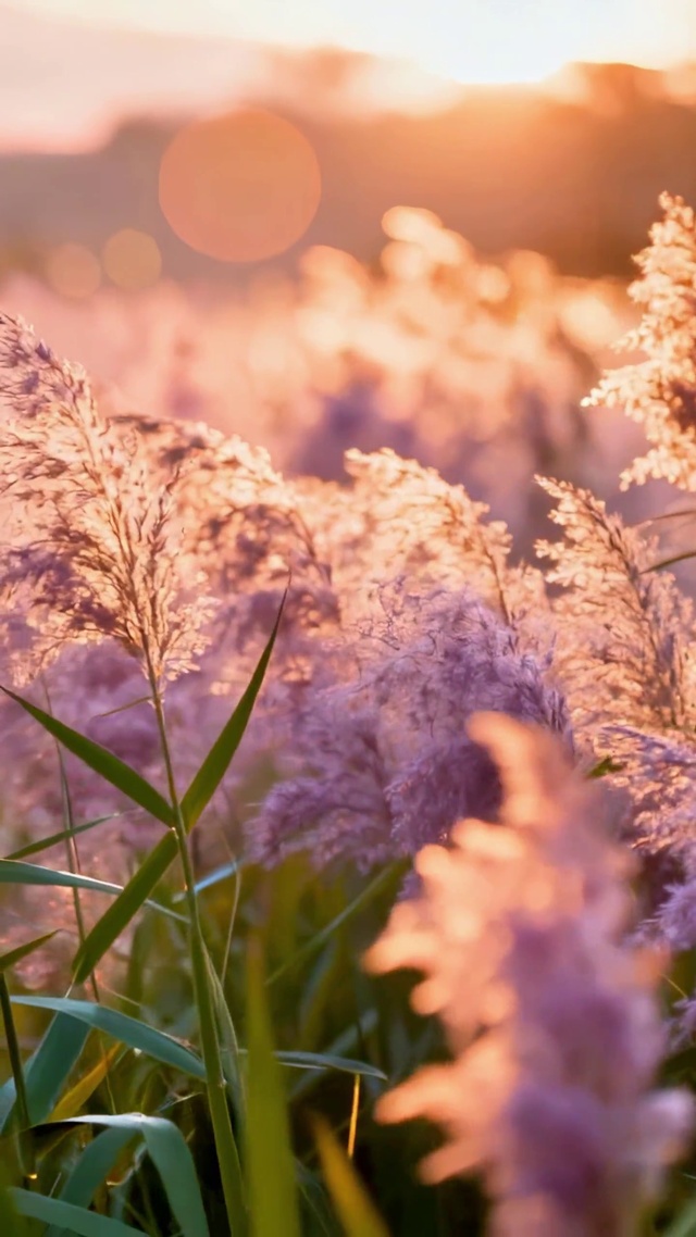 夕阳与微风下的芦苇