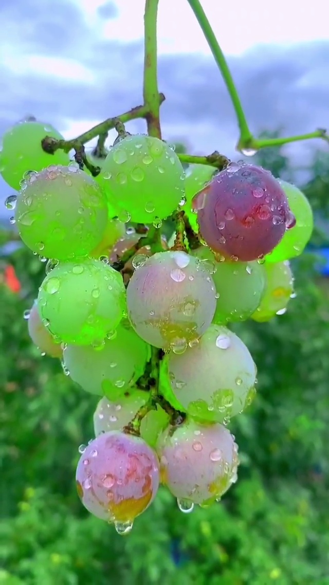 葡萄熟了