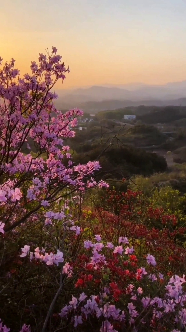 野外杜鹃花