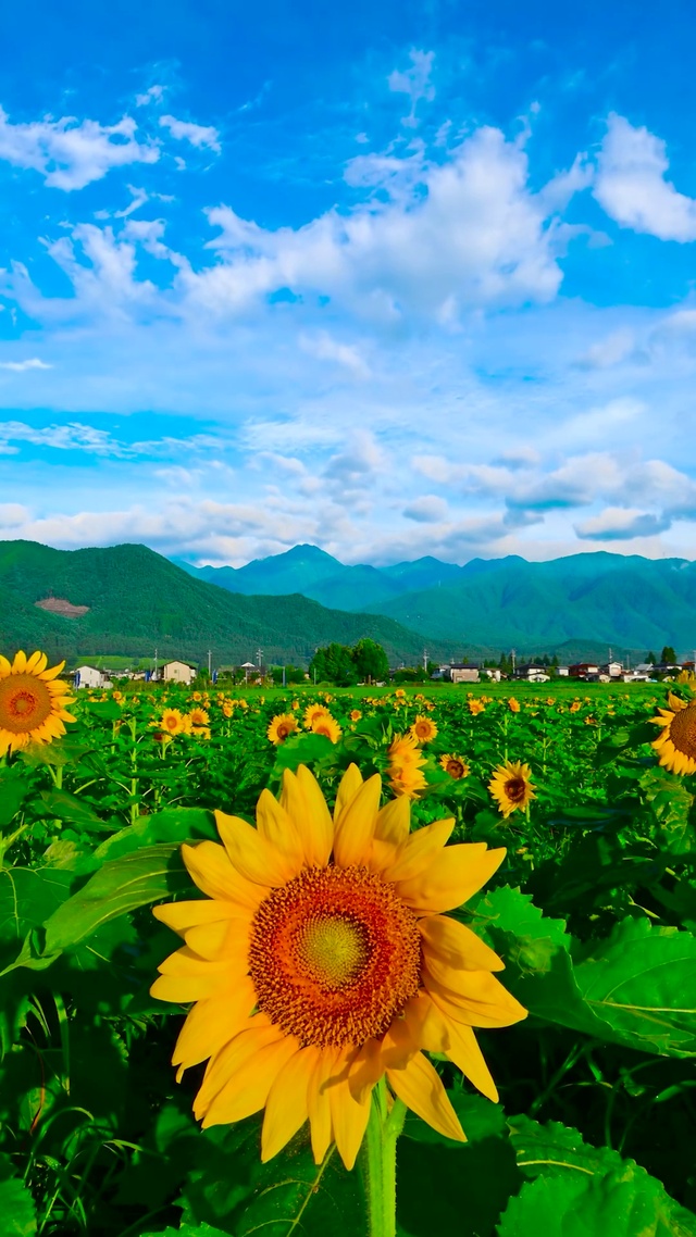 夏日乡村向日葵
