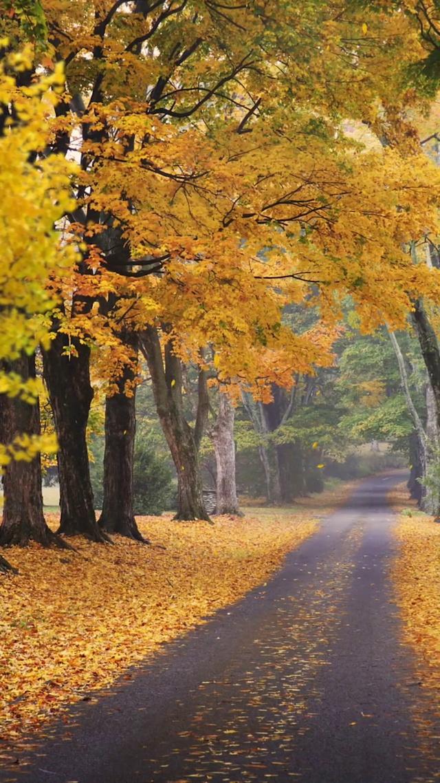 秋意 薄念 花不语 风却懂