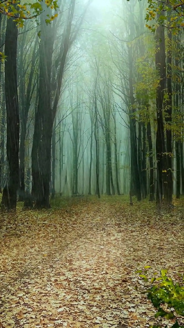 又是一年落叶黄，一场秋雨一场寒