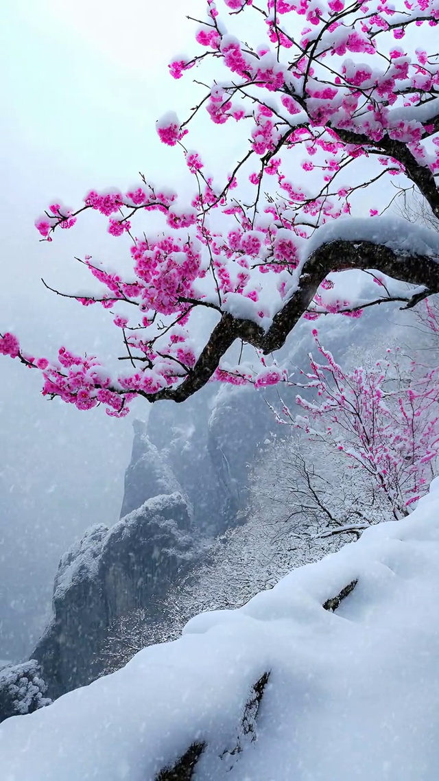 梅雪争春