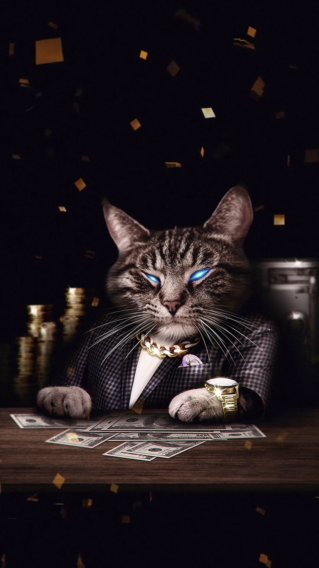 社会猫老大
