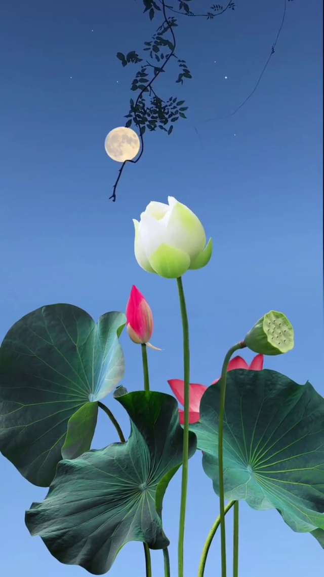 心如莲花，清净无染