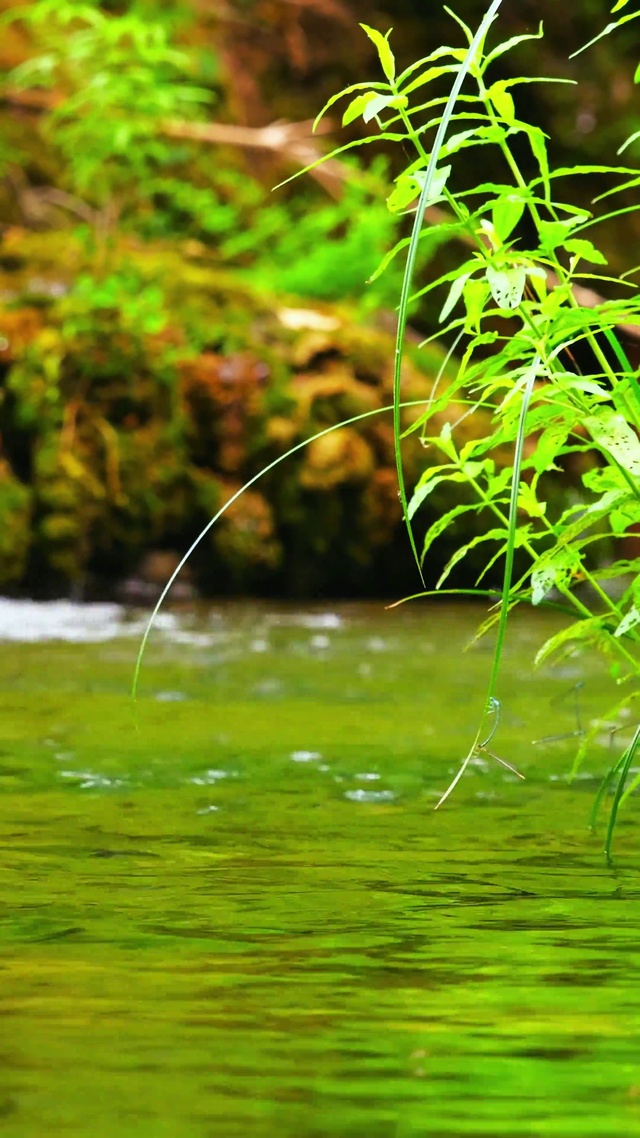 清新治愈溪流4K