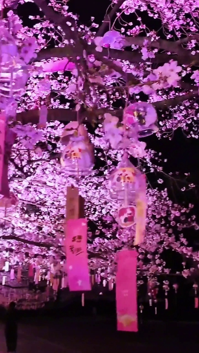 樱花树下