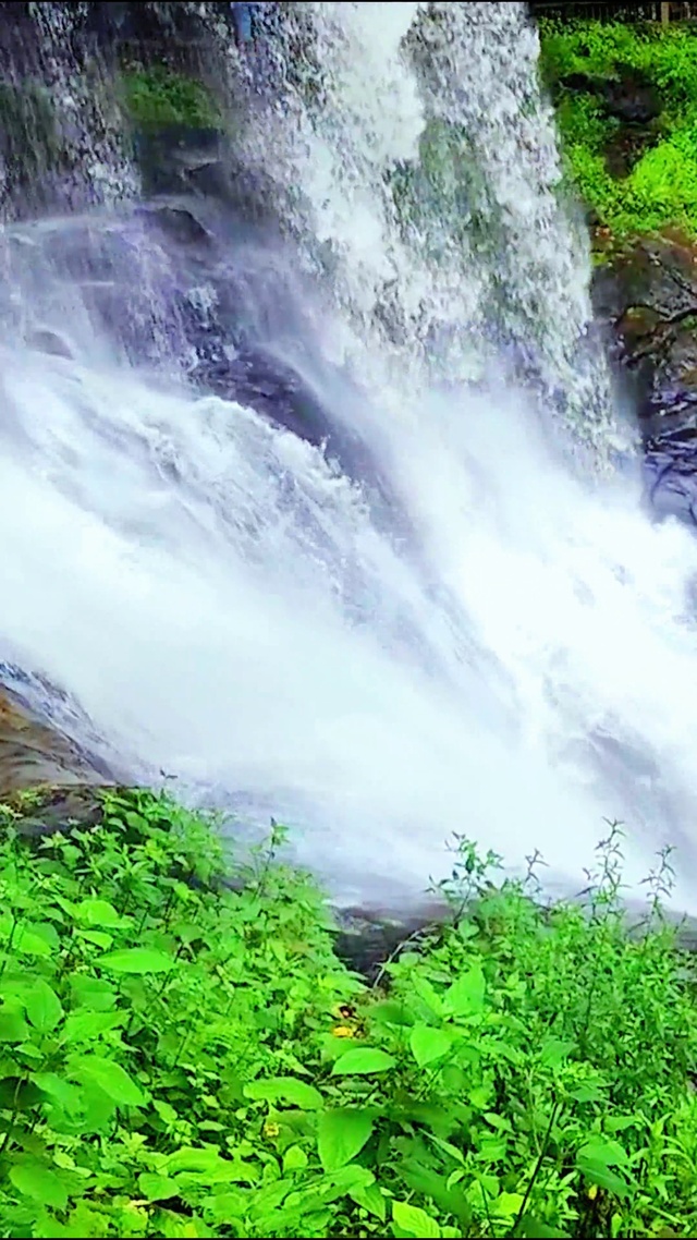 4K唯美青草流水