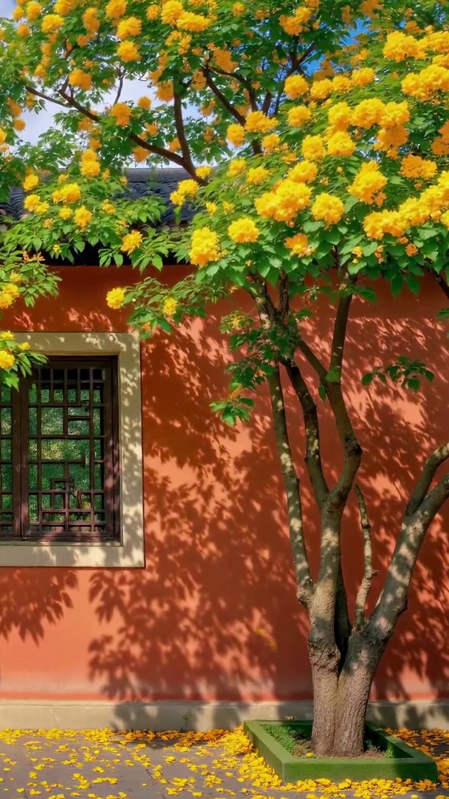 秋日红墙黄花古风庭院美景
