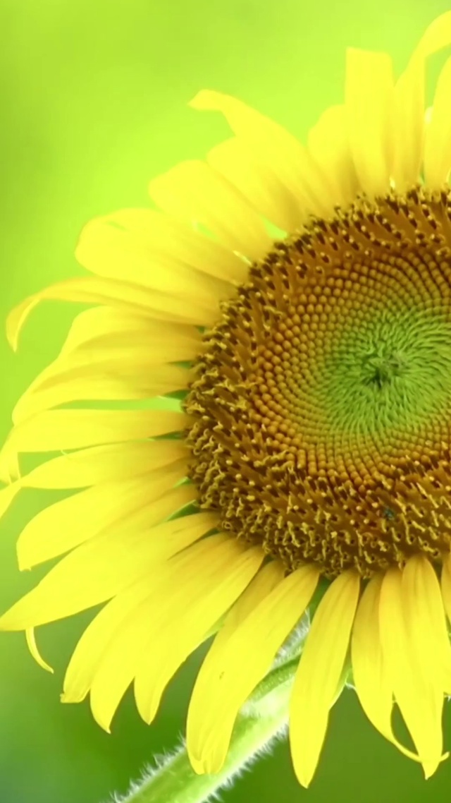 护眼绿色向日葵