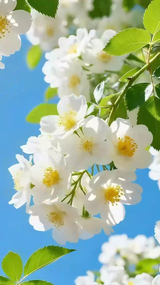夏日繁花