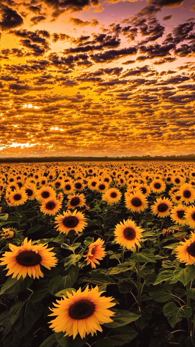 向日葵🌻