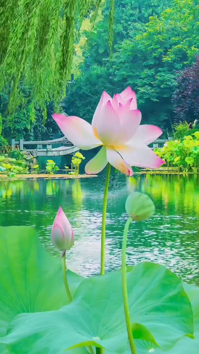 莲花池  好运连连