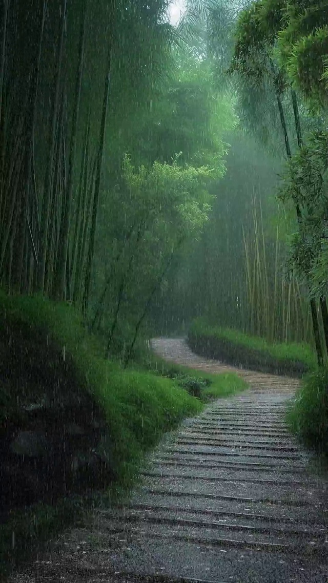 竹林细雨