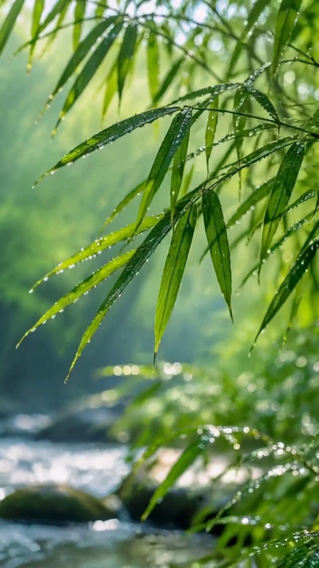清新雨后竹林溪流