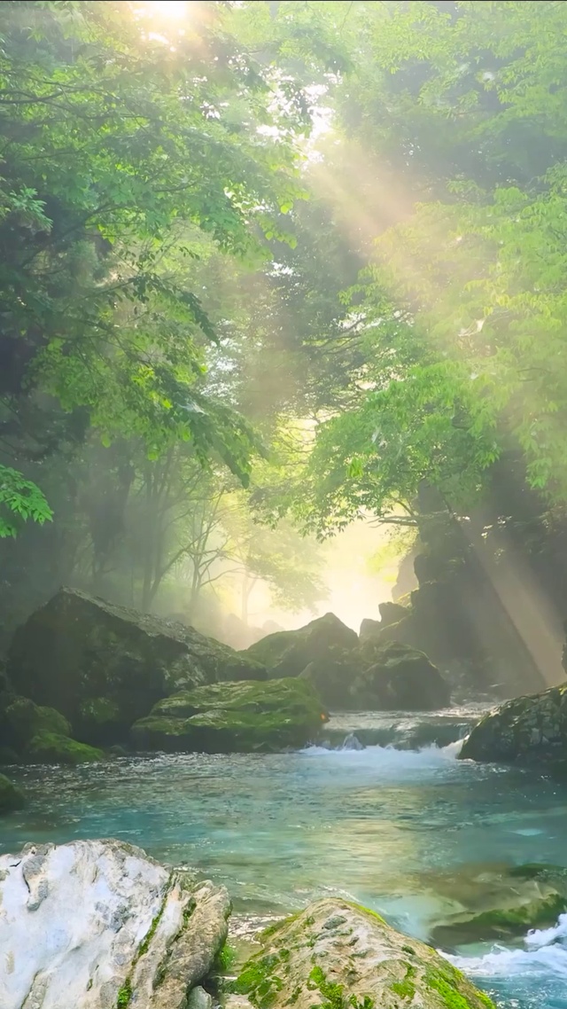 幽静阳光绿林溪流
