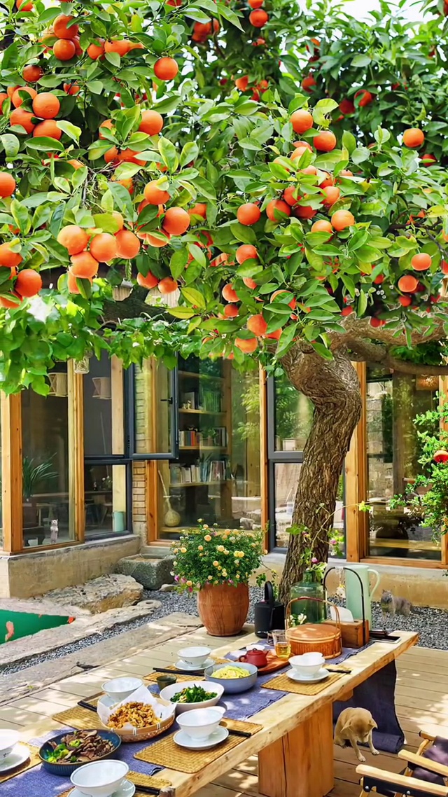 治愈小屋
