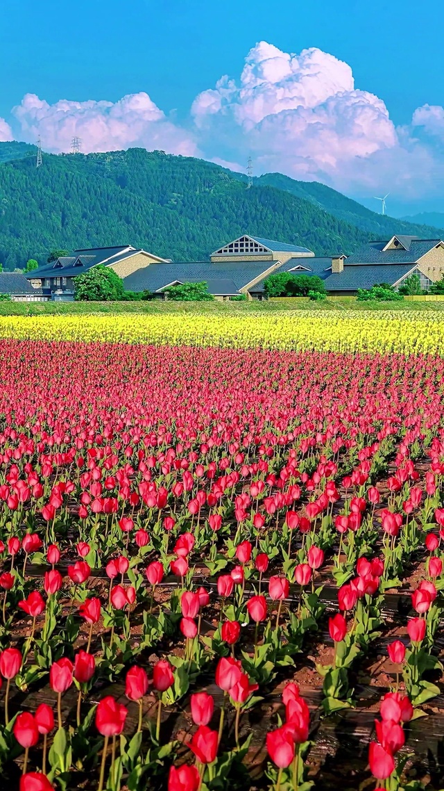 浪漫郁金香花海