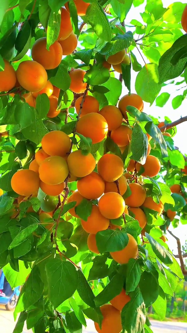 三生有“杏” 四季平安