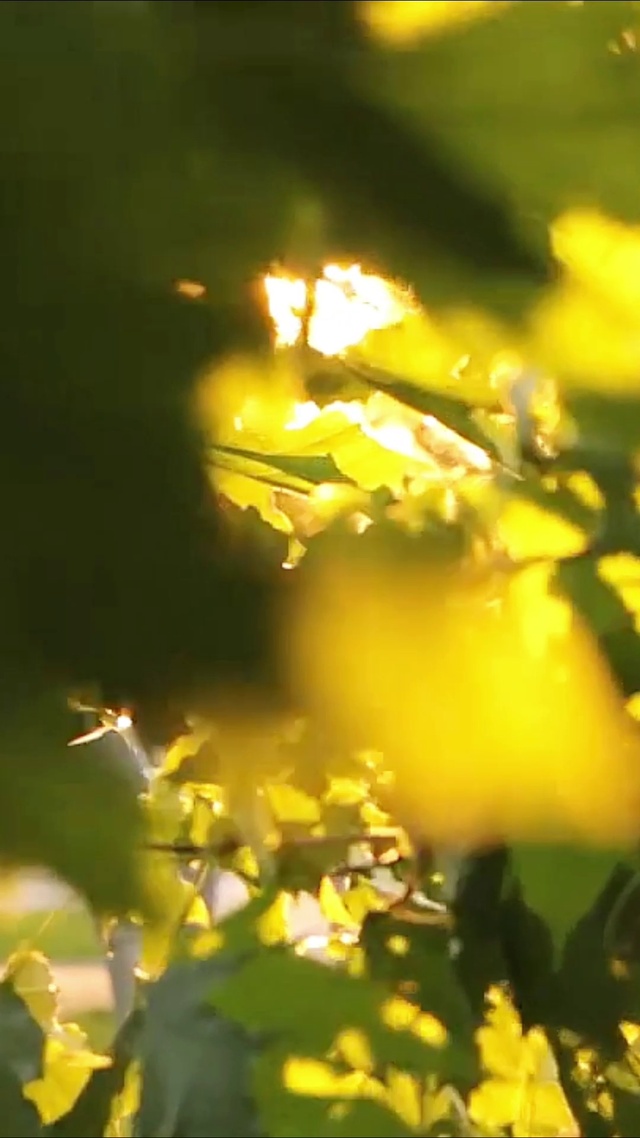 阳光普照
