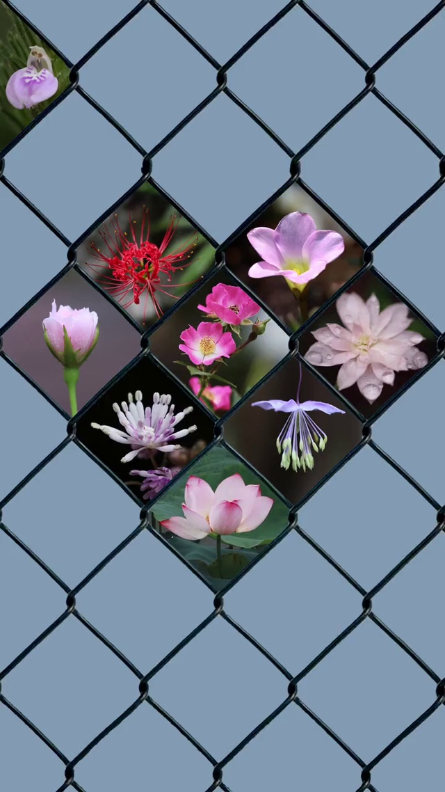 百花齐放
