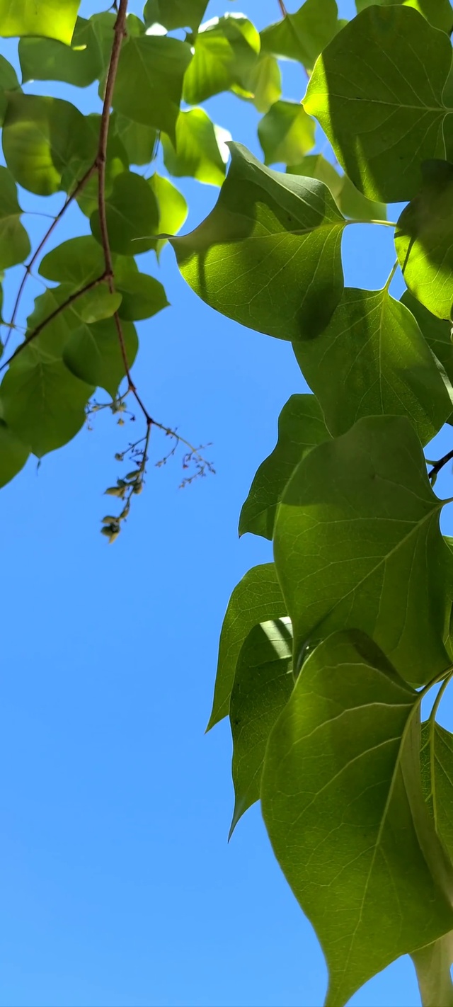 护眼绿色养眼绿叶蓝天l