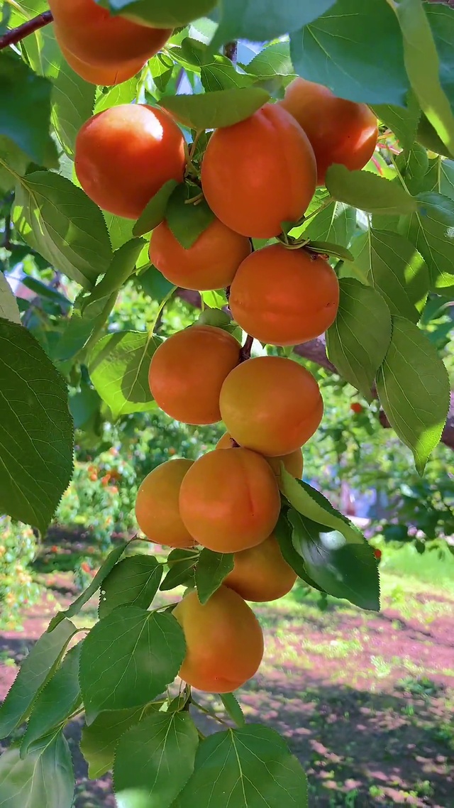 杏好是你，杏好有你