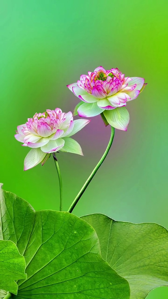 荷韵花