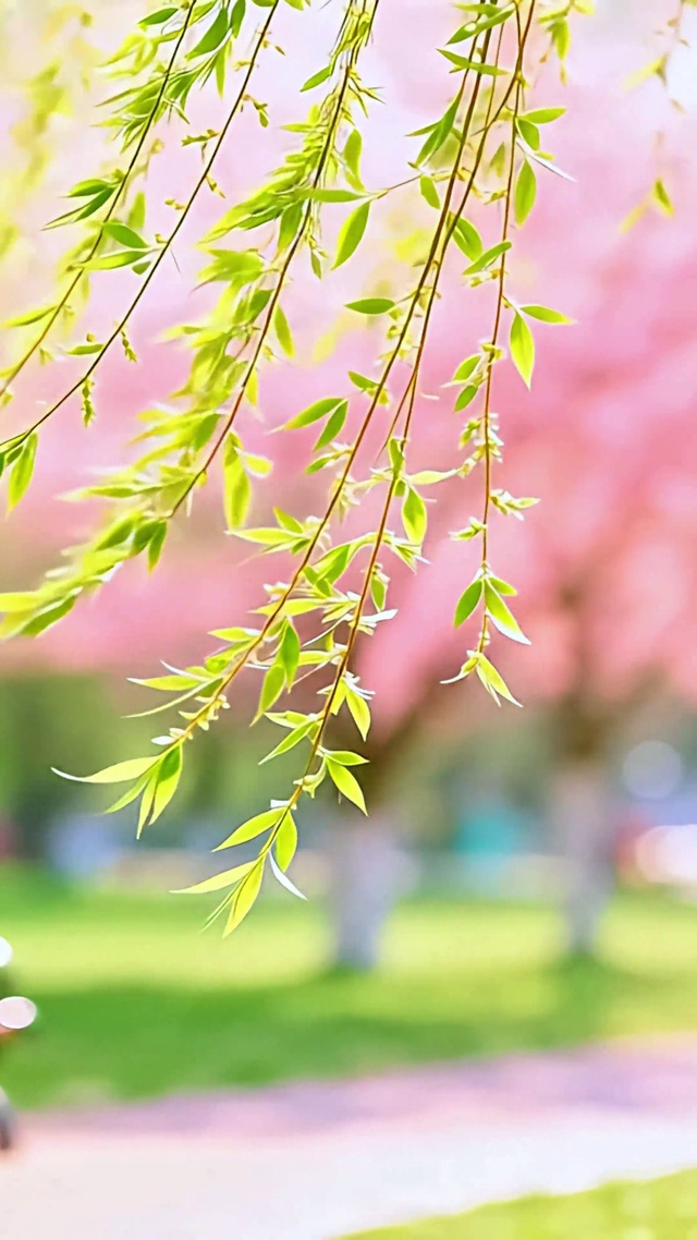 微风拂绿柳4K