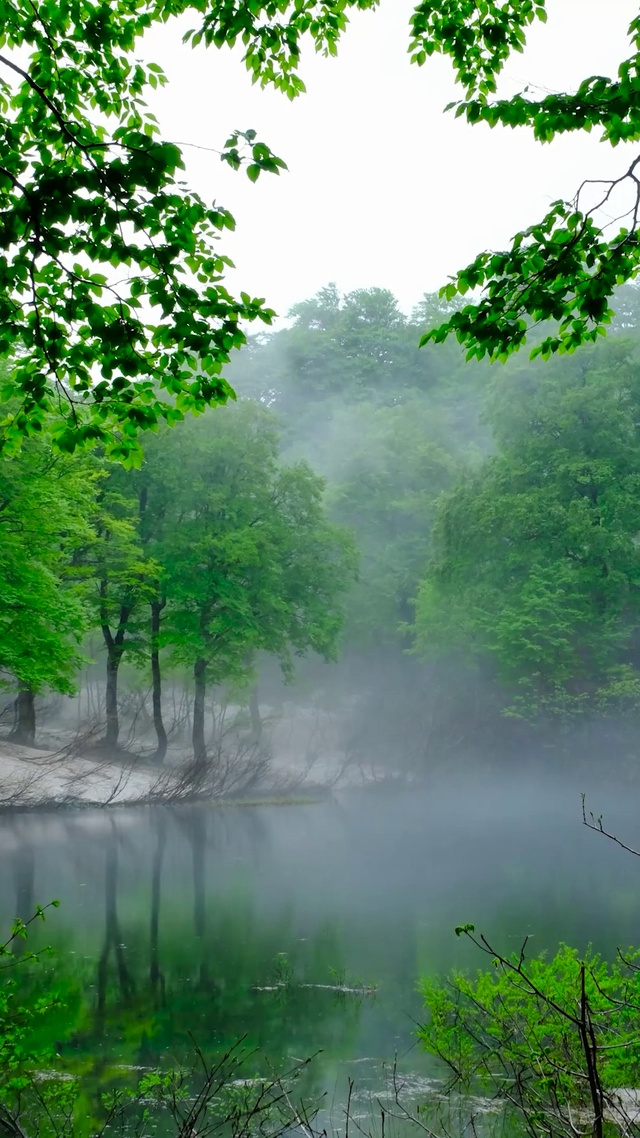 护眼雾气绿林水池