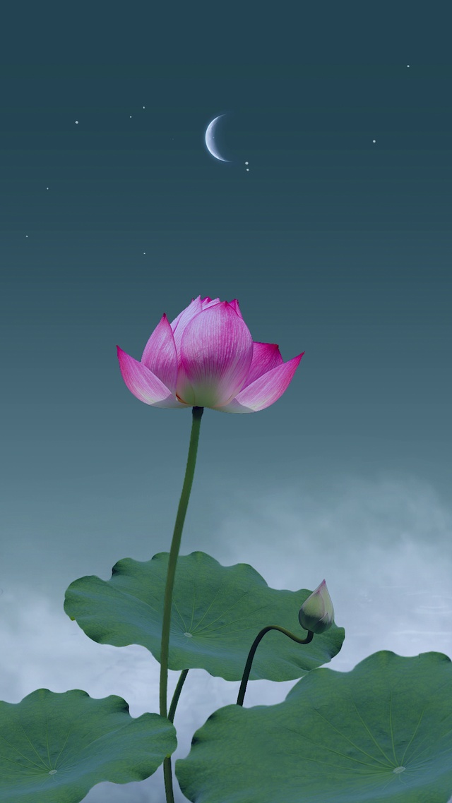 愿做凡尘一朵莲，出泥不染水中仙