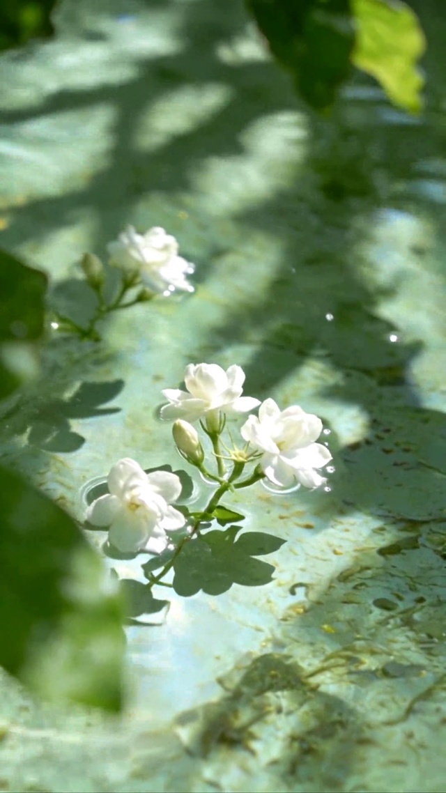 水中茉莉花