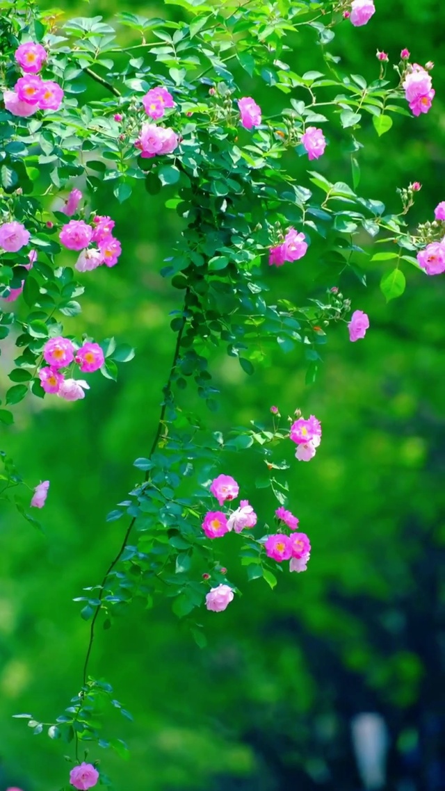 人生如花，淡淡盛开