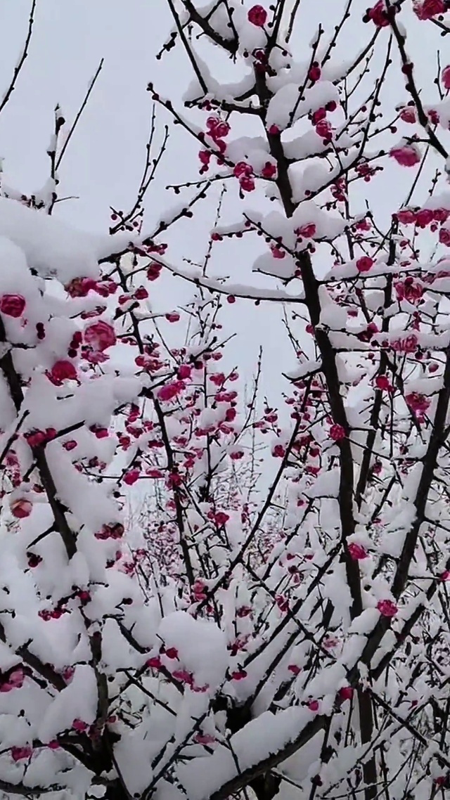 踏雪寻梅