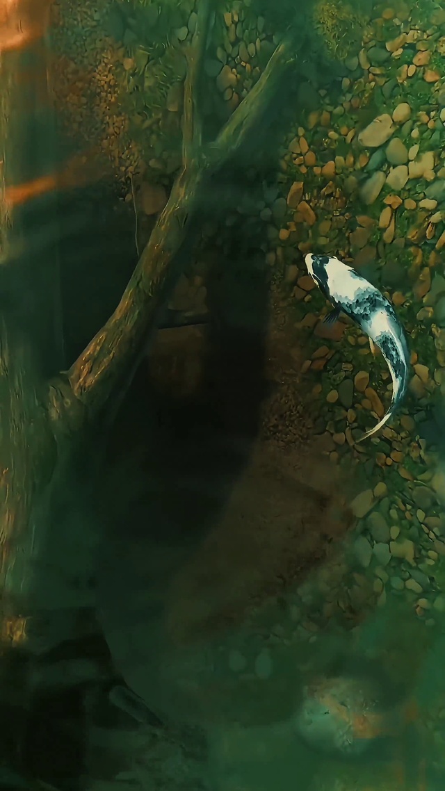 锦鲤4k动态壁纸④