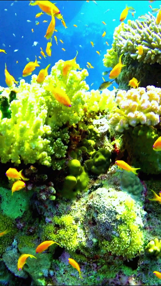 唯美海底世界 4K