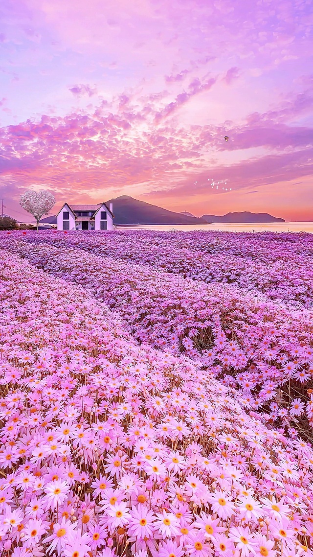 粉色雏菊花海