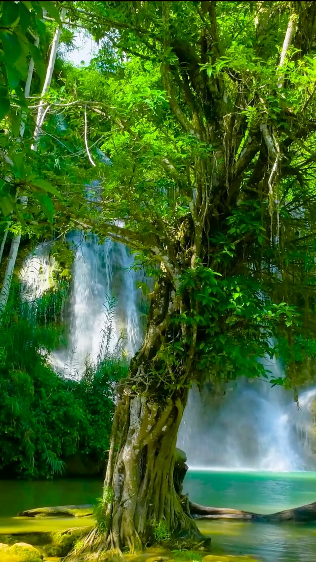 护眼夏日绿林瀑布