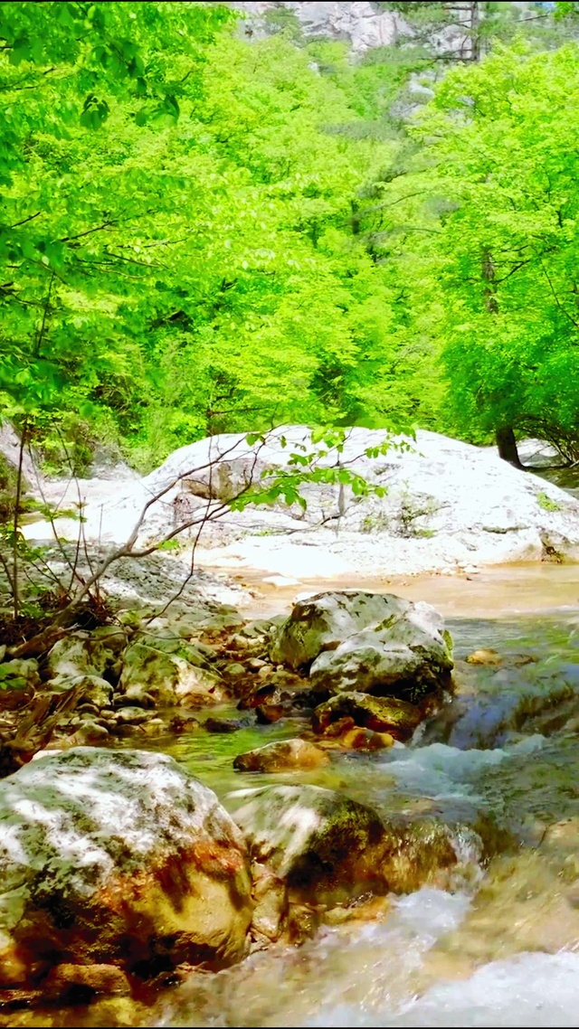 4K唯美护眼绿林溪流