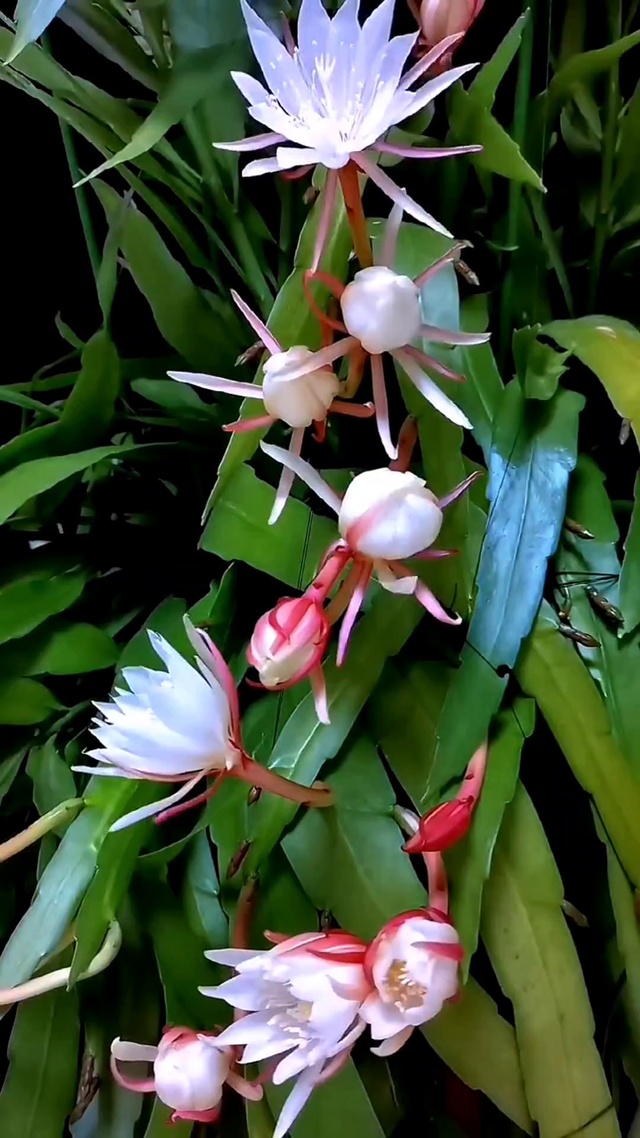 见昙花盛开 好运到来