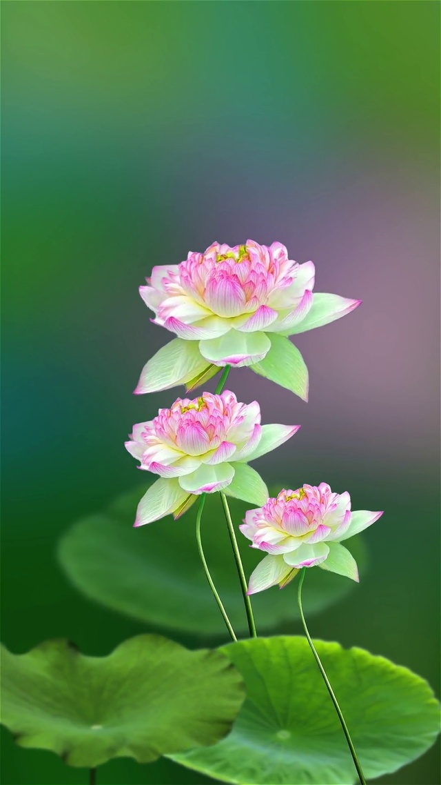 三姐妹